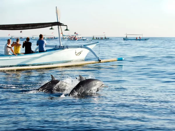 Paket Wisata Lumba-lumba Bali Utara